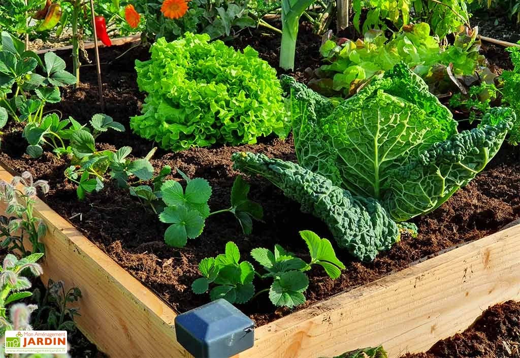 Carré Potager En Bois Douglas Non Traité Premium – 174 L – Image 2