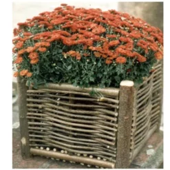 Jardinière Carrée En Bois Noisetier Tressé 40x40x40cm